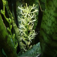Dracaena hyacinthoides (L.) Mabb.